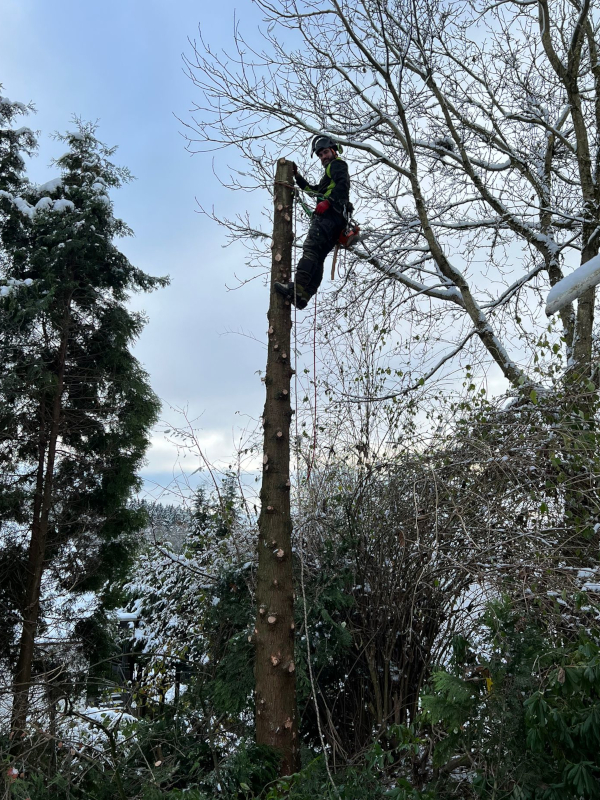 Baumfällung mit Seilklettertechnik