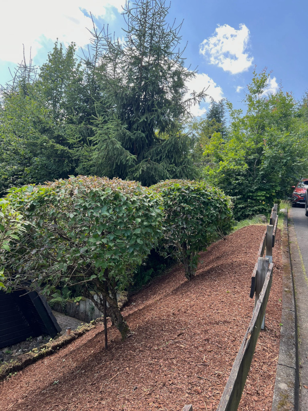 Baumfällung mit Seilklettertechnik