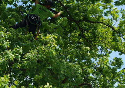 Ein Baumpfleger der eine Totholzentnahme an einem Baum durchführt