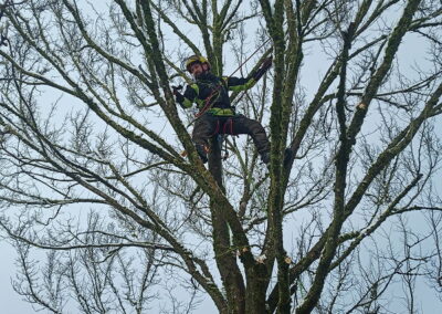 Ein Baumpfleger führt eine Kronenpflege im Winter an einem Baum durch