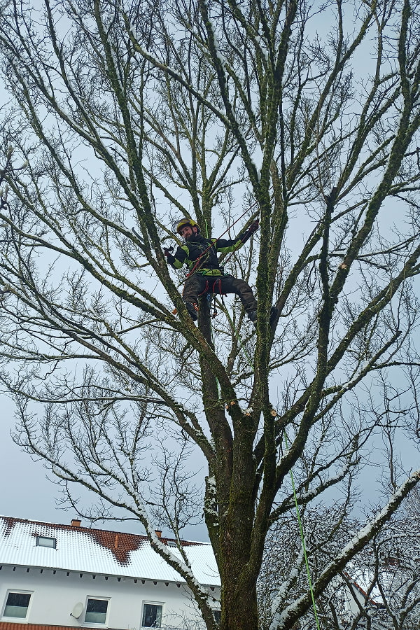 Ein Baumpfleger führt eine Kronenpflege im Winter an einem Baum durch