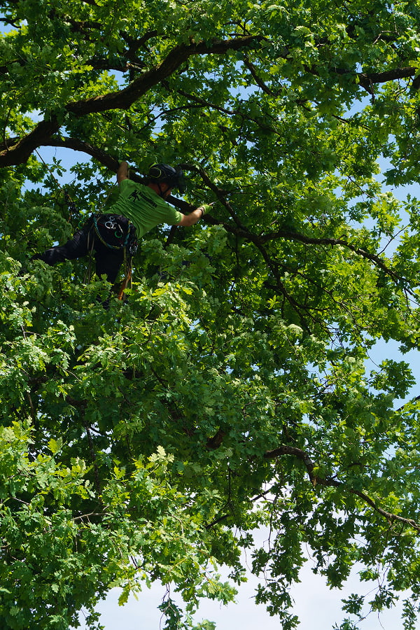 Ein Baumpfleger der eine Totholzentnahme an einem Baum durchführt