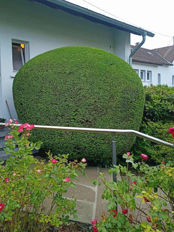 Baumfällung mit Seilklettertechnik